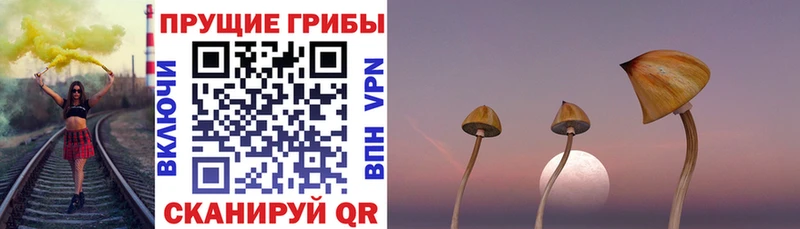 как найти   Шали  Галлюциногенные грибы мицелий 